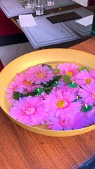 Luxuriant pink daisies float serenely in a golden bowl, evoking tranquility during Japan's Obon...