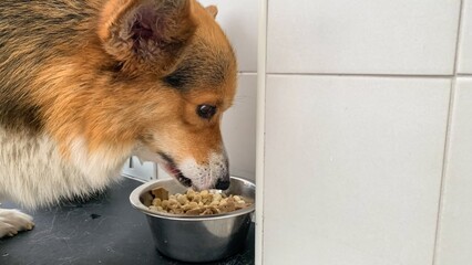 Corgi munching scrumptious kibble, embodies canine culinary fiesta, celebrates Pet Appreciation...