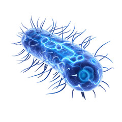 High-Resolution Illustration of Single Bacterium Cell with Detailed Structures in Blue