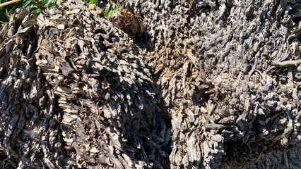 Weathered tree bark, like ancient dragon scales, forms an earthy tapestry, ideal for Forest Bathing...