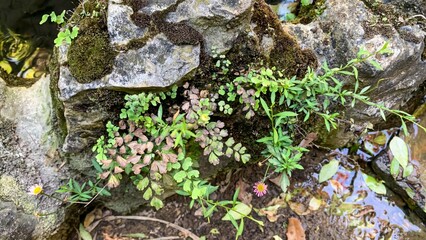 Moss whispers and fern fronds waltz on rugged stones, evoking Earth Day meditation and Japanese Zen...