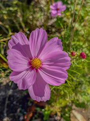 pink cosmos flower