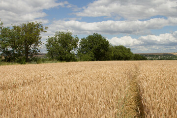 A field of wheat