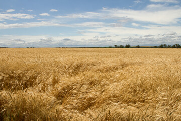 A field of wheat