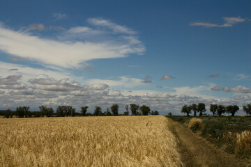 Fototapeta premium A field of wheat