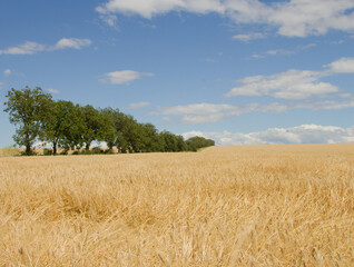 A field of wheat