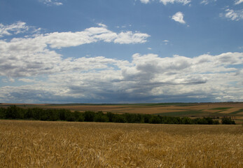 A field of wheat