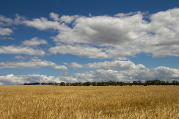 A field of wheat