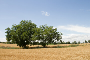 A tree in a field
