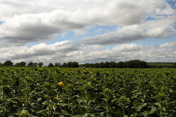 A field of crops