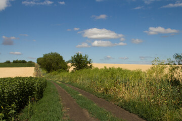 A dirt road through a field