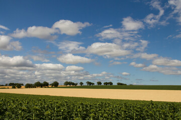 A large field with trees and blue sky