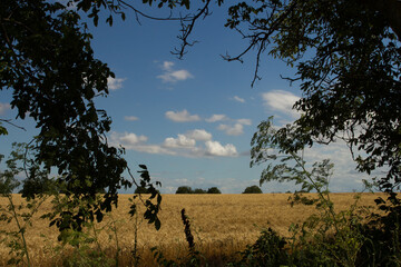 A field with trees and blue sky