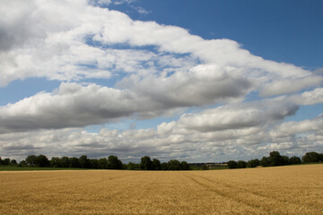 Obraz premium A field of yellow grass