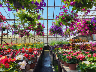 Hanging begonia pots bask in sunlight beneath a transparent greenhouse roof and blue sky