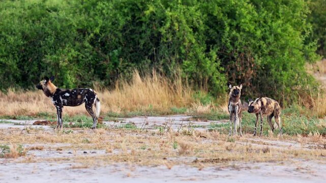 pack of African wild dog (Lycaon pictus), Savuti, Chobe National Park, Botswana, Africa