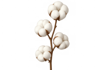 Realistic illustration of a cotton plant branch with fluffy cotton bolls, isolated on a transparent background, ready for easy integration into designs