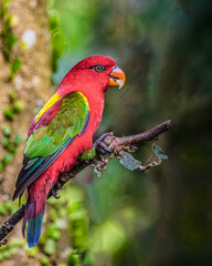 A Chattering Lori
