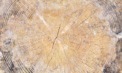 Stump surface, wood grooves. Nature patterns. minimalist abstract background. Sustainability