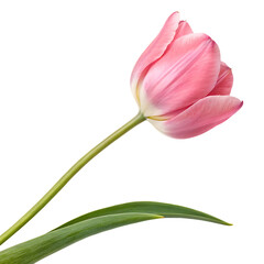 A single elegant pink tulip flower on a long stem isolated on a transparent background png