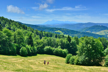 Idyllic landscape in the Beskid Sadecki,Poland, with fresh green meadows and green forests mountain tops in the background.