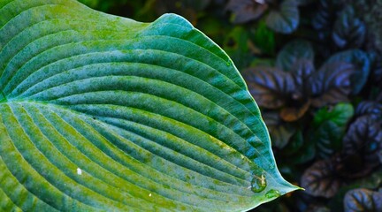 Hosta plant leaf close up. Dark nature background. Leaf veins. Path concept
