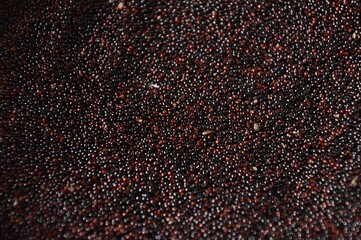 Amaranthus Caudatus seeds, full frame. Dark wallpaper. Burgundy color