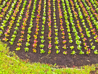 In the warm afternoon hours, a meticulously arranged garden comes alive with colorful rows of...