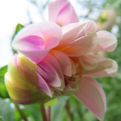 Fototapeta premium 日本で初夏にダリアが咲いています