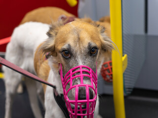 A Greyhound Wearing a Pink Muzzle on a Bus