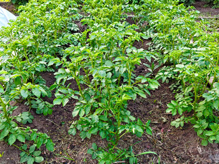Potato plants growing in a well-maintained garden with rich soil and healthy greenery in bright daylight