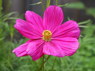Close up of Pink Cosmos Flower in Full Bloom