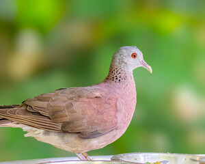 Malagasy turtle Dove
