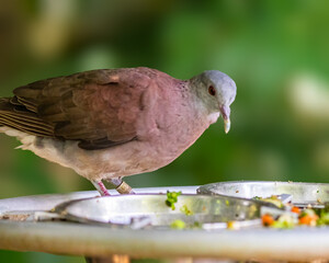 Malagasy turtle Dove