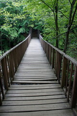 wooden bridge in the forest