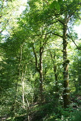 Sunlit woodland path through lush green forest at Solomon’s Temple, Buxton, England.