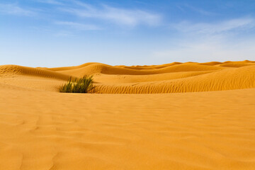 Clumps of desert grass (Panicum turgidumon) on sand dunes. Sahara, Grand Erg Oriental, Tunisia