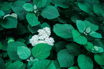 Lush green Hydrangea leaves with white flower clusters, creating a dense botanical tapestry.