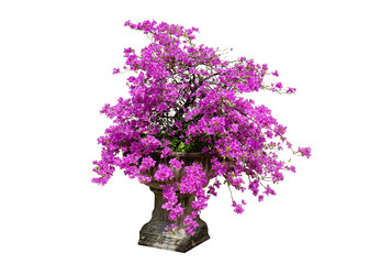 Pink Bougainvillea in a pot isolated on white background. This has clipping path.