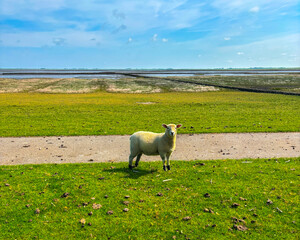 Landscape with sheep on green flood pastures