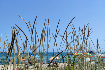 Resort sea panorama. In the foreground dry pampas grass, in the background blurred - a beach with multi-colored sun umbrellas against the sea horizon