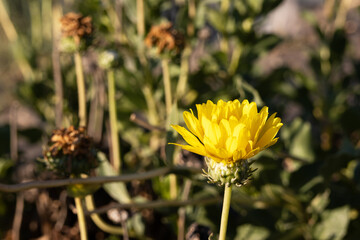 A dandelion flower almost completely open