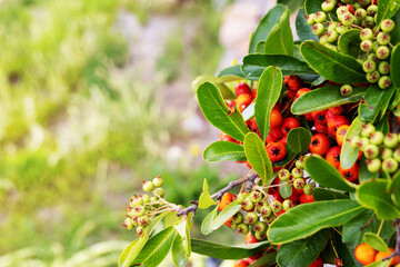 Shrub with small rounded fruits