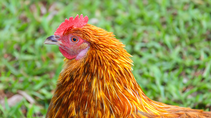 free range chicken