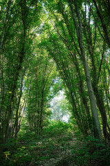 A pathway through a dense forest with tall, green trees forming a natural canopy, creating a...
