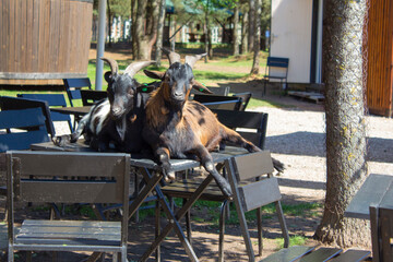 Two black goats climbed onto a table in a roadside cafe. Free-roaming animals on a farm visited the cafe.