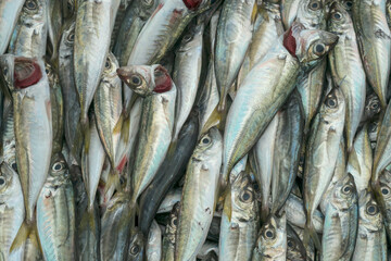 fresh fish on the market