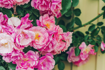 Obraz premium Fragrant light pink roses on large bush attract insects. Lush clustered roses in full bloom. Secrets of growing and caring for roses.