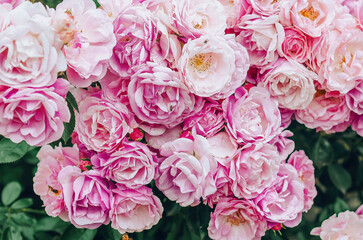 Varietal elite roses bloom. Pink and white flowers of Floribunda roses. Roses as symbol of love. Floral background.