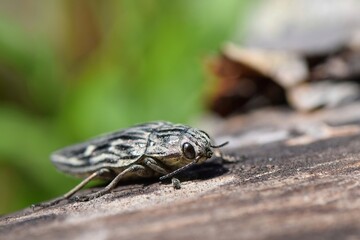  Pine chafer beetle on wood surface